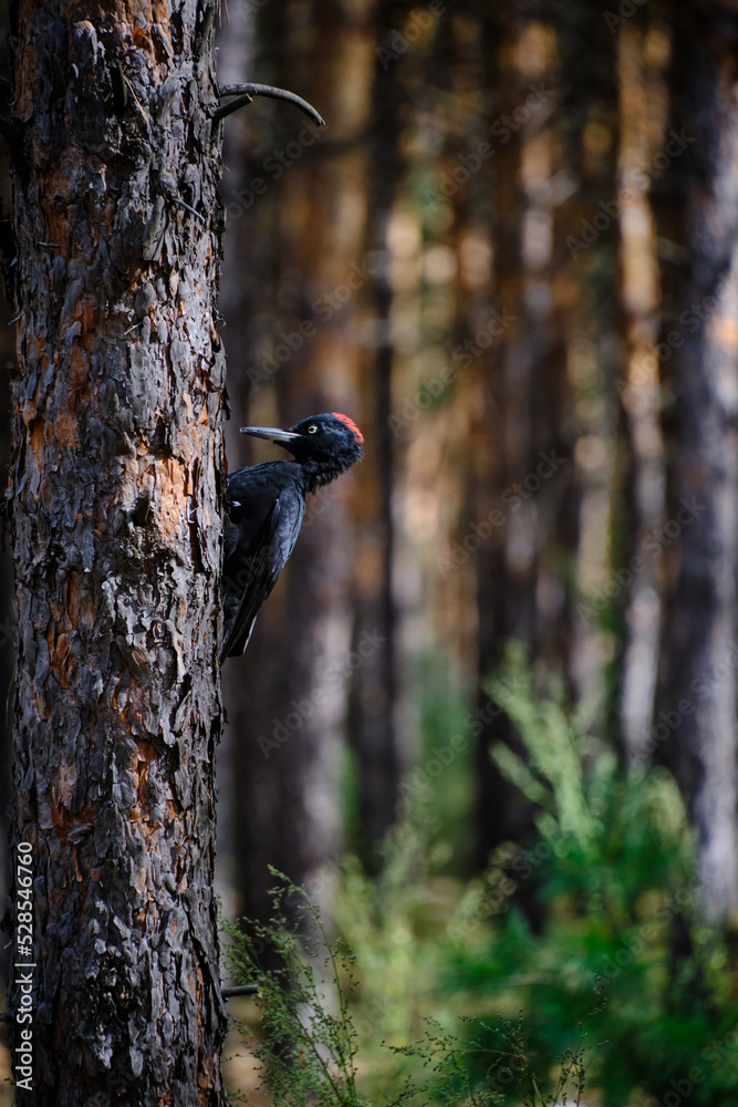 Woodpecker hammering trunk tree search food. Woodpecker hammering trunk tree search food.