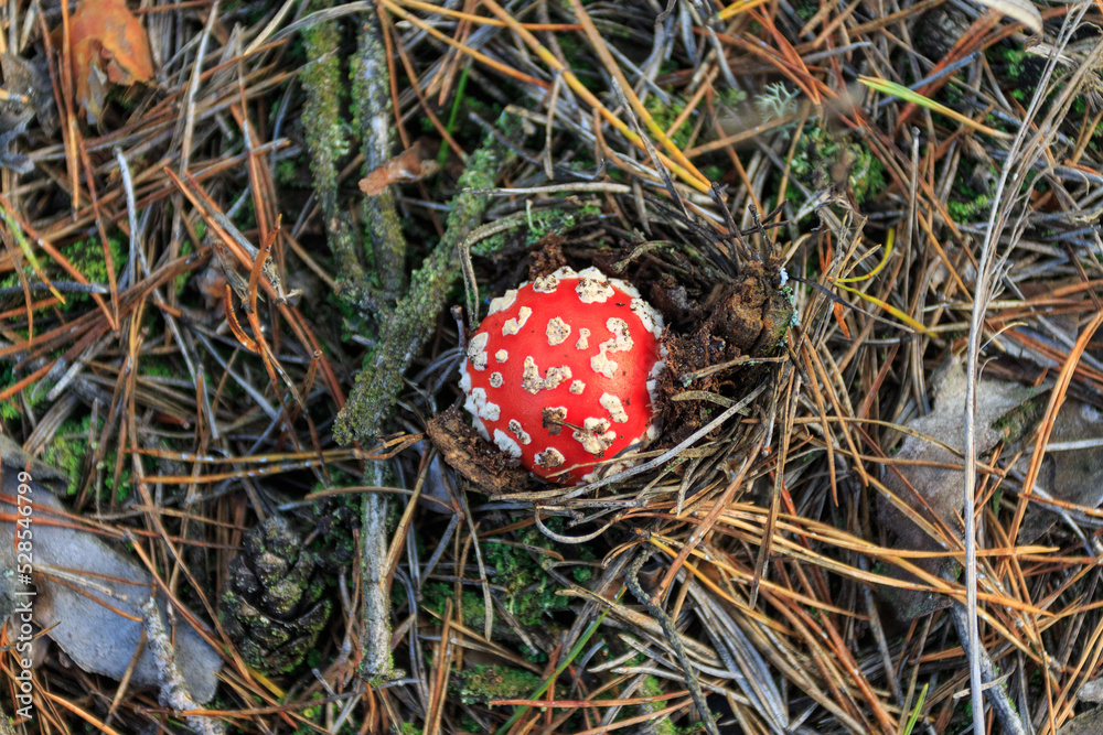 Red fly agaric grows in the autumn forest. Ukraine Red fly agaric grows in the autumn forest. Ukraine