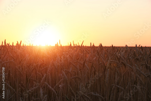 Field with ripe wheat background bright orange sunset.