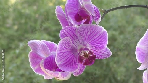 Phalaenopsis flower (Latin. Phalaenopsis) or Orchid (Latin. Orchidaceae) white-purple color in summer  photo