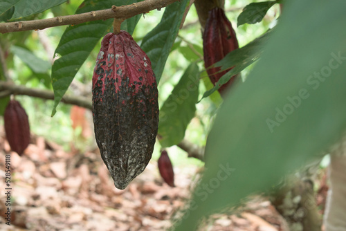 Cacao moniliasis photo