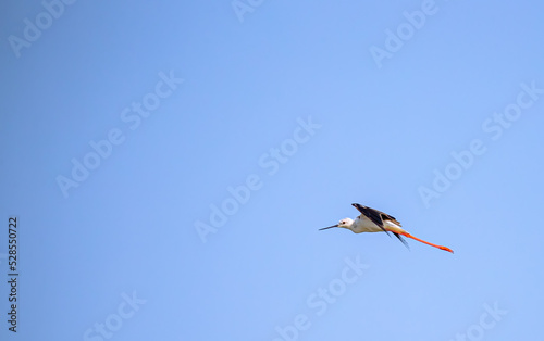 A Blackwing Stilt in flying mode in blue sky
