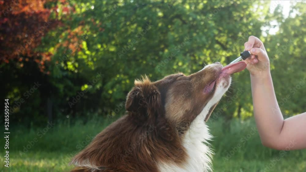 Caucasian woman giving her dog a CBD oil by licking a dropper pipette, handheld shot. Oral administration of hemp oil for pet health problems.