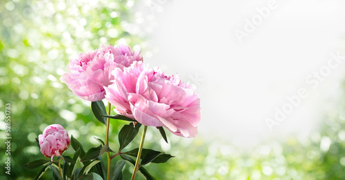 Fototapeta Naklejka Na Ścianę i Meble -  Bouquet of light pink peonies isolated on a blurred garden background.