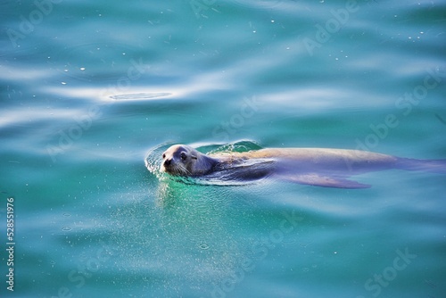 Seelöwe im Ozean © Peter