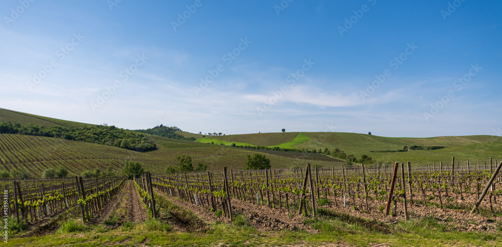Fototapeta premium Chianti Vineyard Panorama
