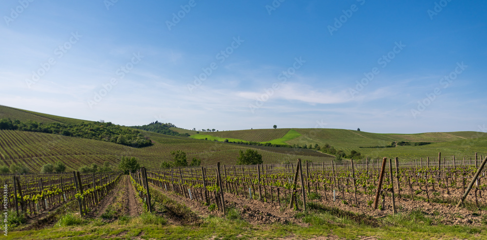 Chianti Vineyard Panorama
