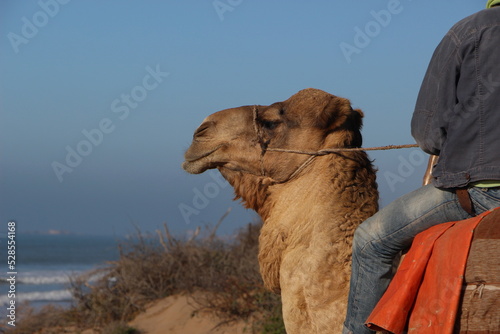 Carte postale chameau  photo