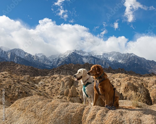 two golden retriever dogs enjoying the views of mount Whitney in Alabama Hills California