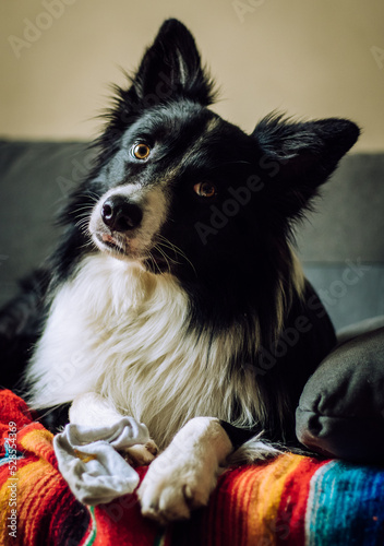 Black and white border collie with cute look sitting in a grey couch with beige background