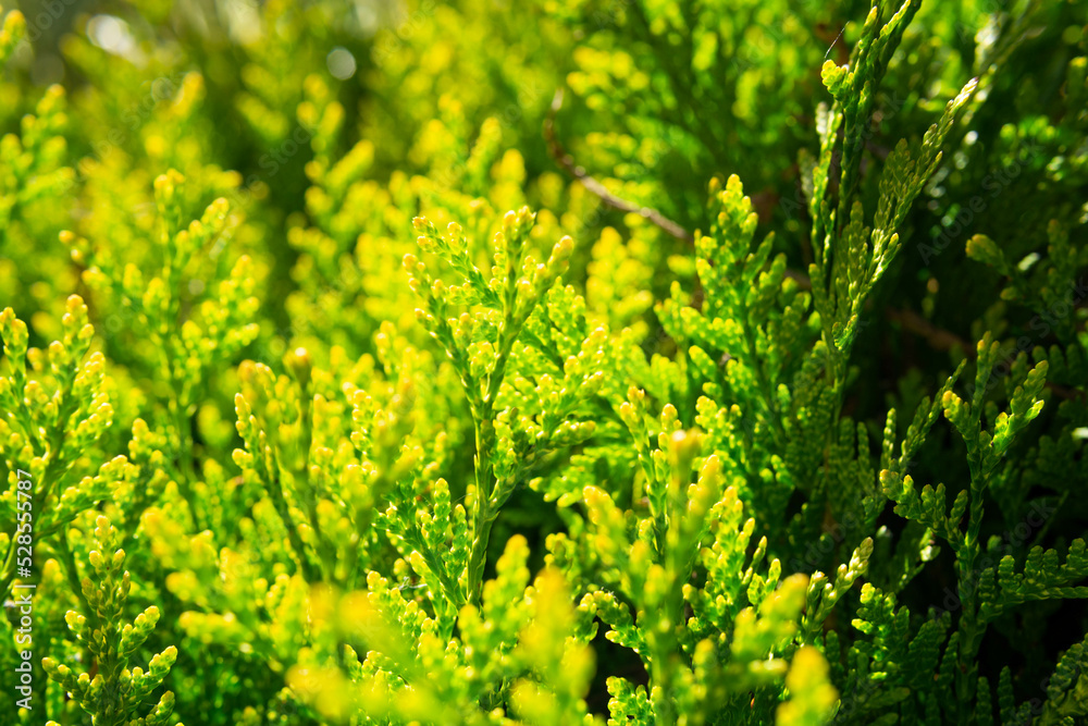 abstract background, intense fresh green cypress,needle branches abstract background, intense fresh green cypress,needle branches