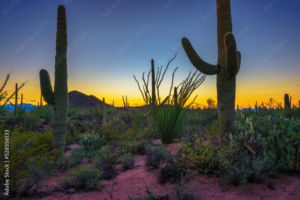 Sunset over big cactuses in Saguaro National Park, Arizona
