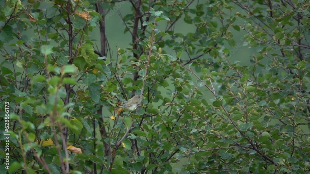 Warbler on branch, medium shot, sweden
Beautiful wildlife shot from Sweden, 2022
Warbler on branch, medium shot, sweden
Beautiful wildlife shot from Sweden, 2022