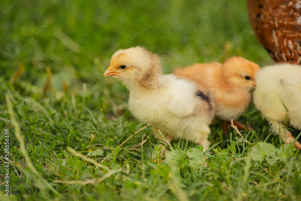 chickens with their mother walk on the grass, close-up chickens with their mother walk on the grass, close-up