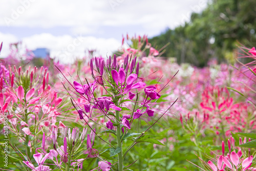 Spiny Spider flower also know as Cleome Spinosa blooming in blue sky