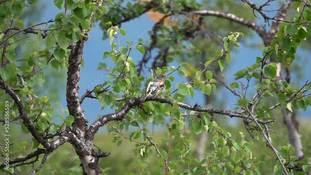 Common chaffinch grooming itself on birch tree branch
Beautiful shot from Sweden, 2022
Common chaffinch grooming itself on birch tree branch
Beautiful shot from Sweden, 2022