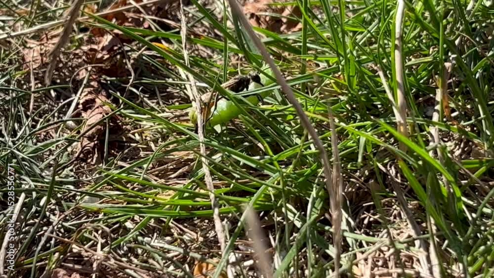 Ammophila sabulosa Ammophila sabulosa