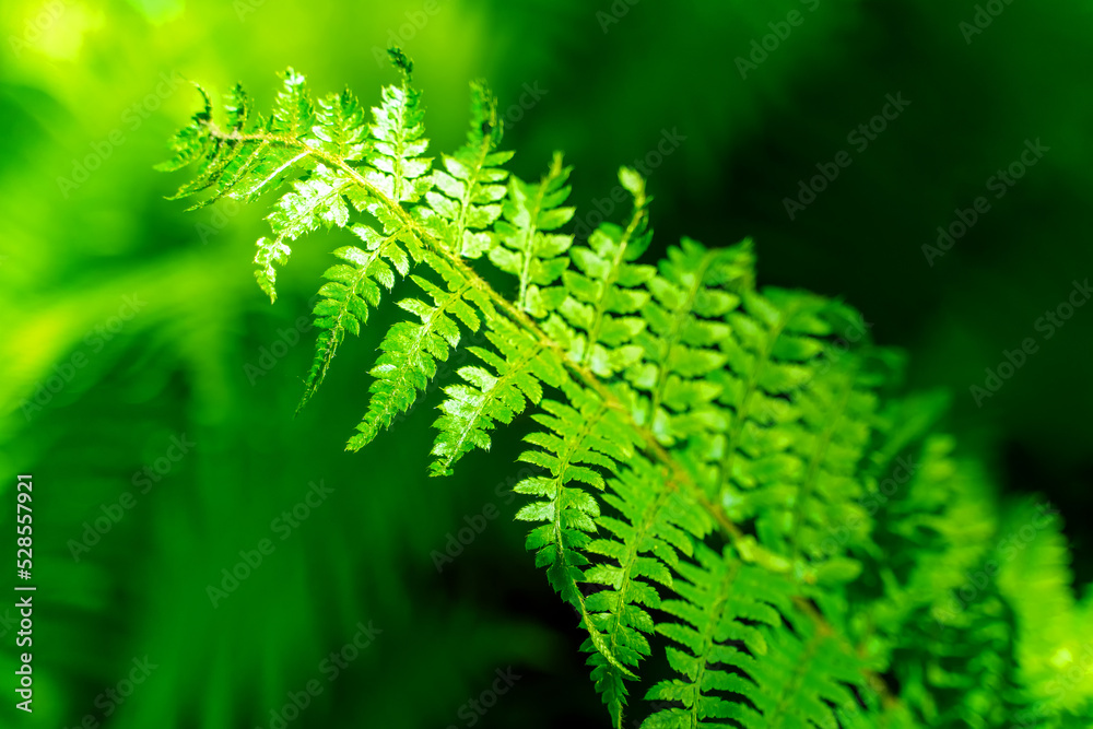 A fern leaf is green in sunlight A fern leaf is green in sunlight