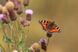 Small Tortoiseshell (Aglais urticae) coluorfull little butterfly with a fringe of blue on the wings resting in amongst the thistles.