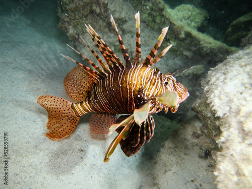 Lionfish Pterois miles from Cyprus, Mediterranean Sea 