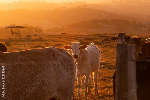 Gado de corte da pecuária, Varginha Minas Gerias / Cattle grazing in Brazilian livestock photo