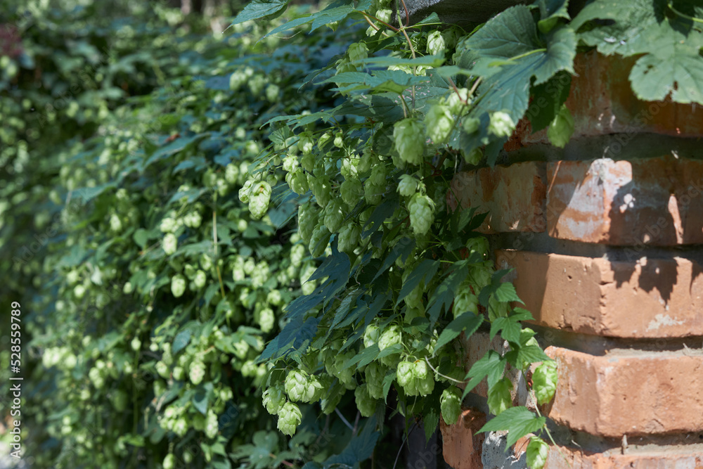 Climbing green hop plant with cones on a brick wall Climbing green hop plant with cones on a brick wall