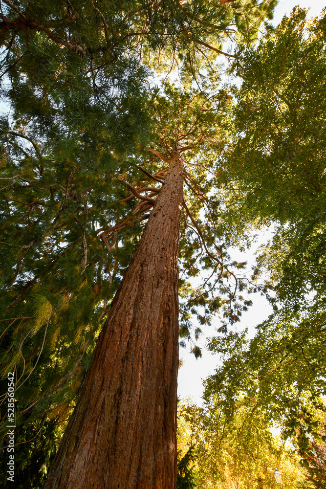 Fototapeta premium LICHTENTALER ALLEE TREES- BADEN BADEN