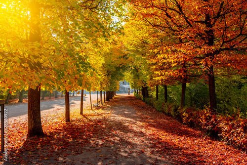 Photography Autumn foliage in Vienna park, Austria