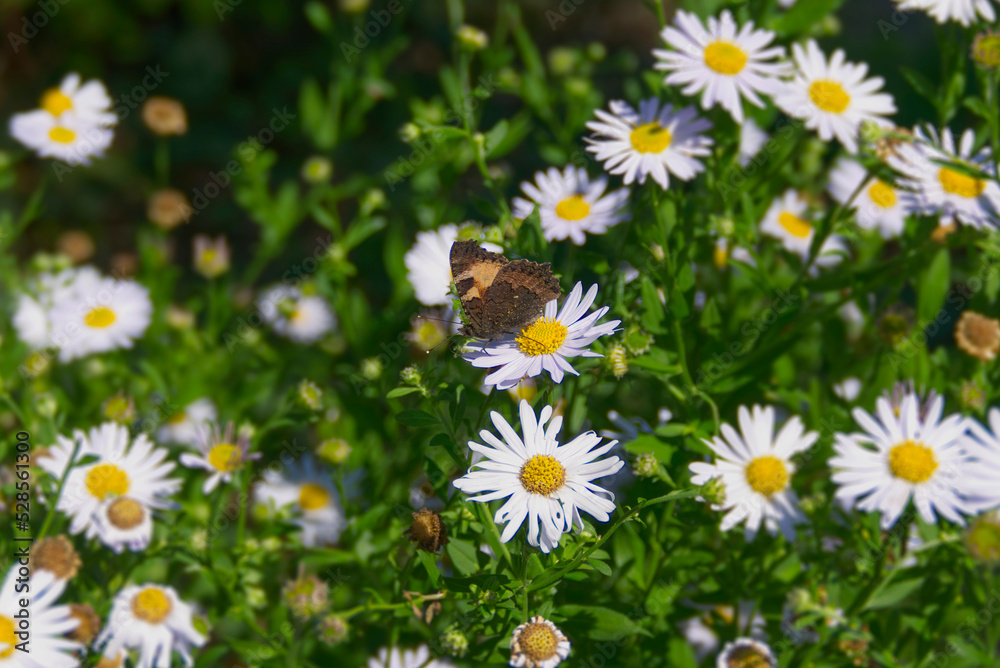 Fototapeta premium Small tortoiseshell butterfly (Aglais urticae) sitting on a daisy in Zurich, Switzerland
