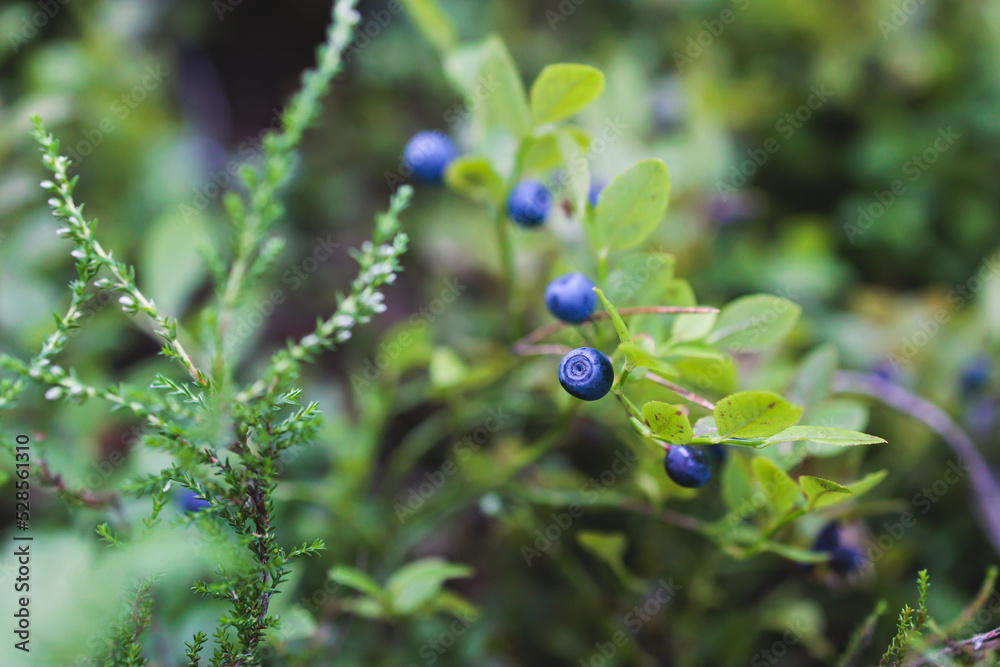 Harvested berries, process of collecting, harvesting and picking berries in the forest of Scandinavia, close up view of bilberry, blueberry, blackberry, and others growing Harvested berries, process of collecting, harvesting and picking berries in the forest of Scandinavia, close up view of bilberry, blueberry, blackberry, and others growing