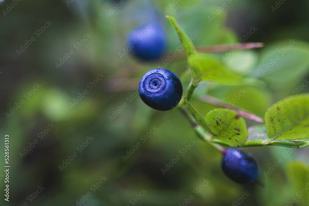 Fresh harvested berries, process of collecting, harvesting and picking berries in the forest of Scandinavia, close up view of bilberry, blueberry, blackberry, and others growing Fresh harvested berries, process of collecting, harvesting and picking berries in the forest of Scandinavia, close up view of bilberry, blueberry, blackberry, and others growing