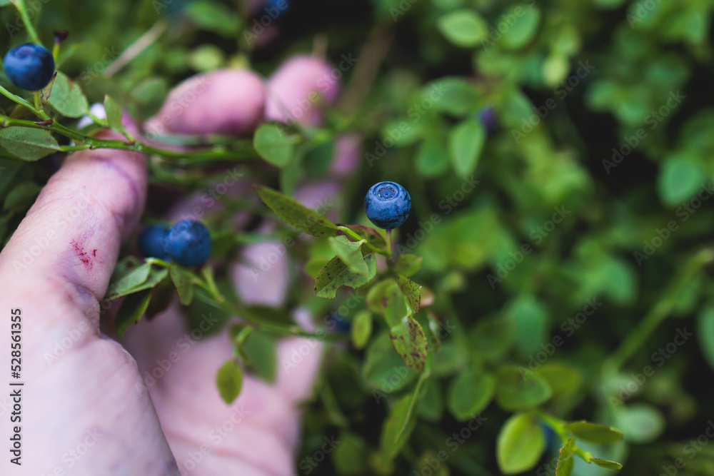 Fresh harvested berries, process of collecting, harvesting and picking berries in the forest of Scandinavia, close up view of bilberry, blueberry, blackberry, and others growing Fresh harvested berries, process of collecting, harvesting and picking berries in the forest of Scandinavia, close up view of bilberry, blueberry, blackberry, and others growing