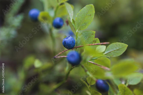 Fresh harvested berries, process of collecting, harvesting and picking berries in the forest of Scandinavia, close up view of bilberry, blueberry, blackberry, and others growing photo