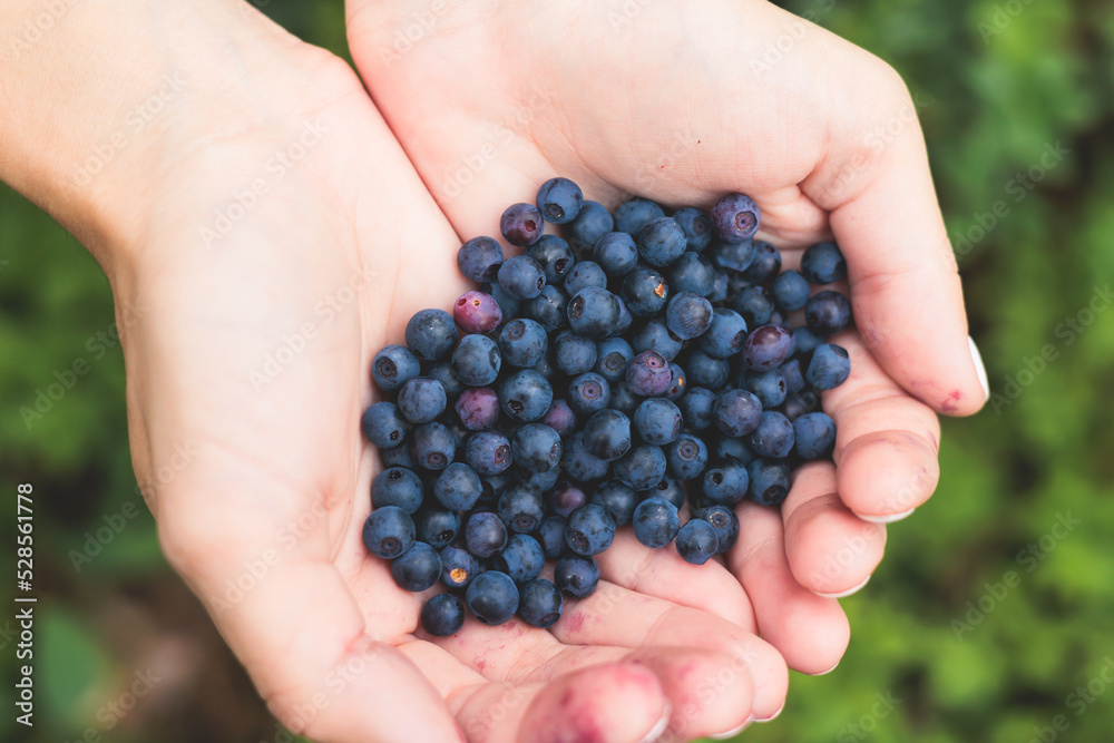Fresh harvested berries, process of collecting, harvesting and picking berries in the forest of Scandinavia, close up view of bilberry, blueberry, blackberry, and others growing Fresh harvested berries, process of collecting, harvesting and picking berries in the forest of Scandinavia, close up view of bilberry, blueberry, blackberry, and others growing