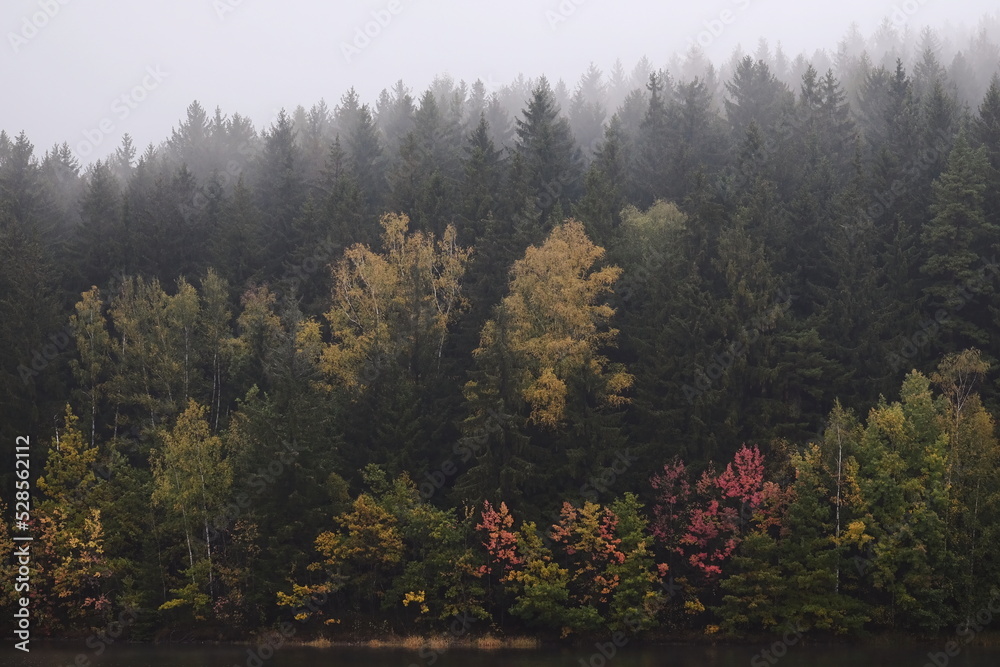 Herbstlicher Laubwald am See mit schwarzem Wasser und Nadelwald der zum Horizont im Nebel verschwindet