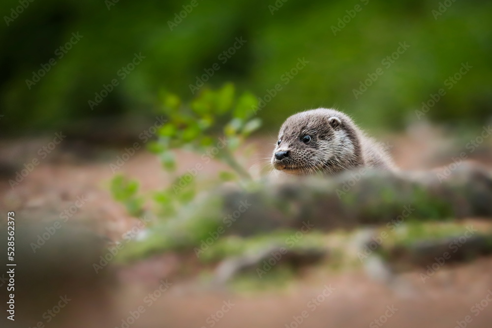 Naklejka premium Close-up portrait of a river otter in its natural environment. It is also known as the European otter, Eurasian river otter, common otter, and Old World otter. Native to Eurasia. Lutra lutra. 