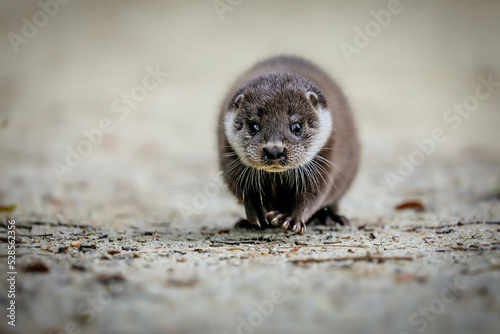Close-up portrait of a river otter in its natural environment.
It is also known as the European otter, Eurasian river otter, common otter, and Old World otter. Native to Eurasia. Lutra lutra.
 photo