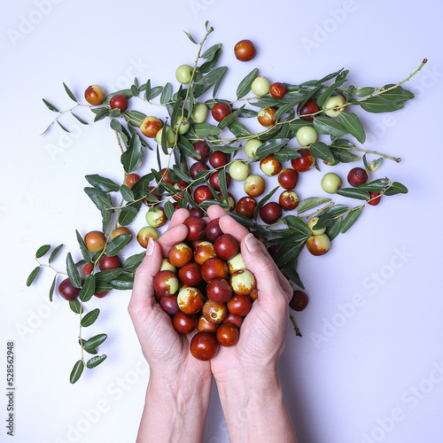 Giuggiole frutti e foglie, bacca commestibile dal sapore dolce.