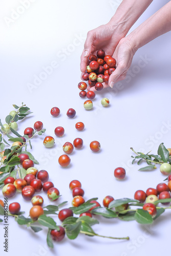 Giuggiole frutti e foglie, bacca commestibile dal sapore dolce.