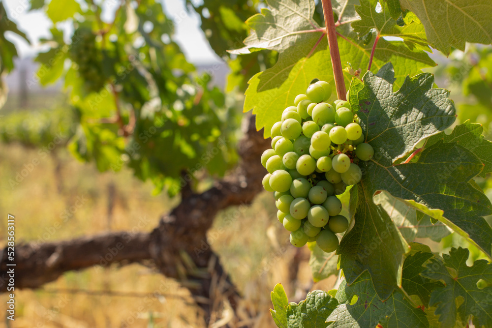 Racimo de uvas en viñedos plantación para el cultivo de uva verde campos de fruta uva viña para elaboración de vino en méxico latinoamérica Racimo de uvas en viñedos plantación para el cultivo de uva verde campos de fruta uva viña para elaboración de vino en méxico latinoamérica