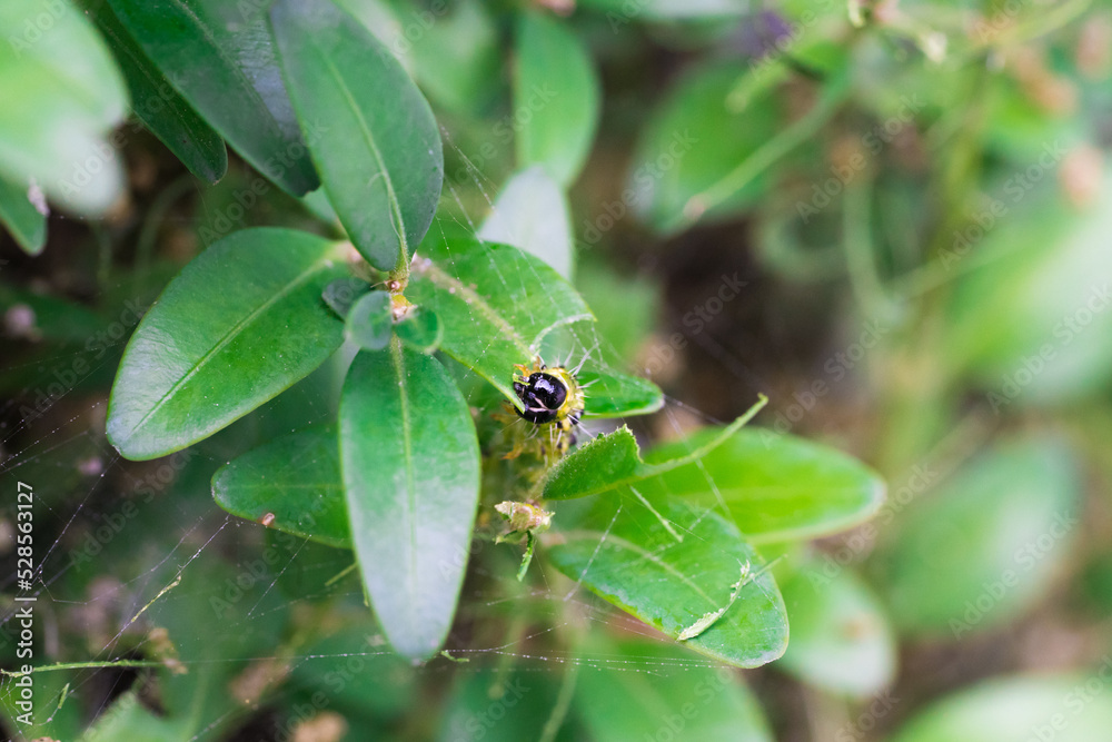 Fototapeta premium Buchsbaumzünsler - box tree moth - Cydalima perspectalis - caterpillar