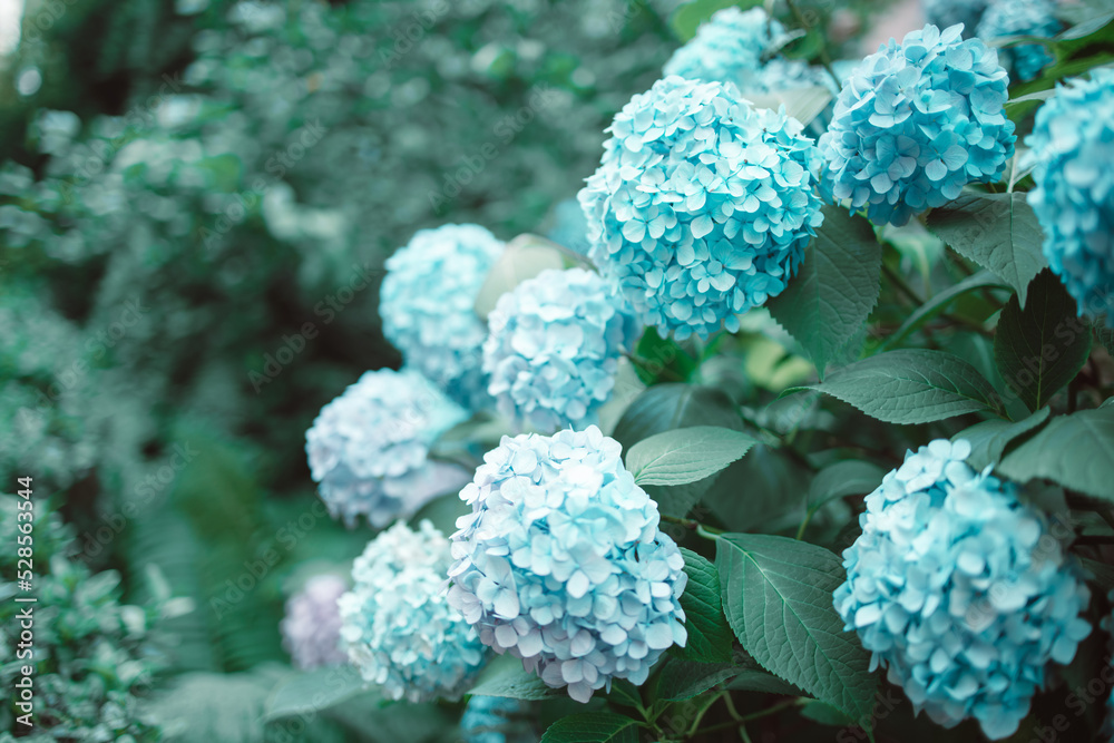 Details of blue petals. Macro photo of hydrangea flower. Beautiful colorful blue texture of flowers for designers. Hydrangea macrophylla. High quality photo Details of blue petals. Macro photo of hydrangea flower. Beautiful colorful blue texture of flowers for designers. Hydrangea macrophylla. High quality photo