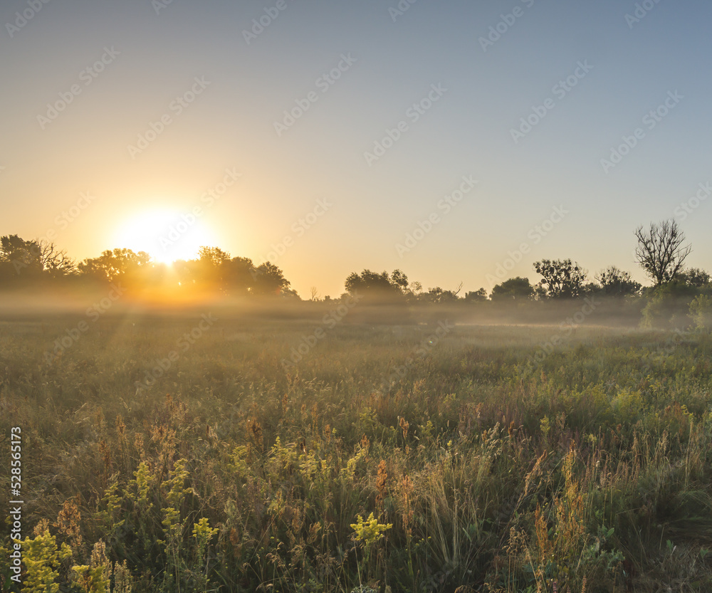 The warm rays of the dawn sun in the morning spread over low fog and a variety of wildflowers and plants