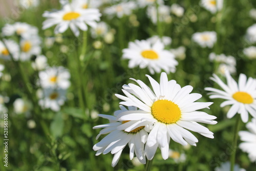 close-up of white daisies in a meadow in summer 