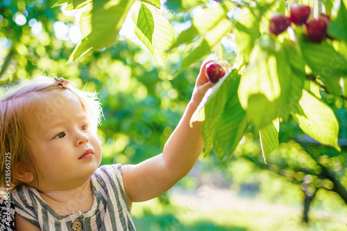 Harvesting cherries in the garden. A cute child explores the world. The baby eats cherries straight from the branch. A little girl reaches for cherries on a tree