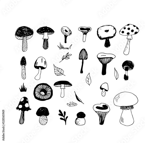 Vector set doodles poisonous and edible mushrooms