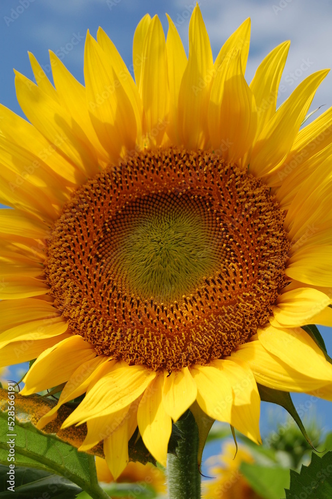 Obraz premium Sonnenblumen Makro