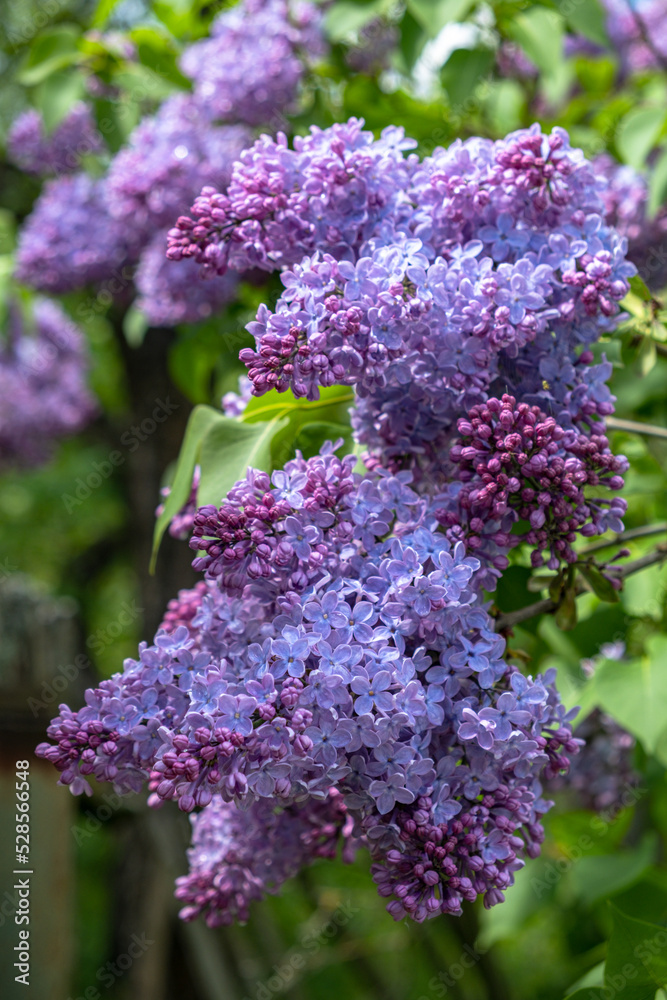 Obraz premium beautiful lilac flowers branch on a green background