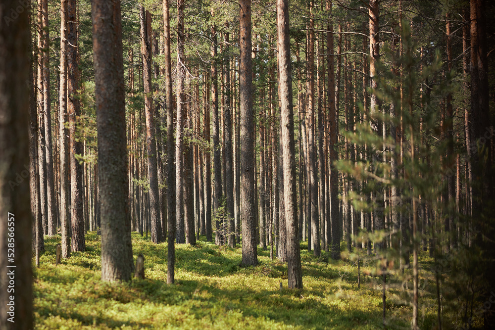 Horizontal image of green forest with pine trees in summer time