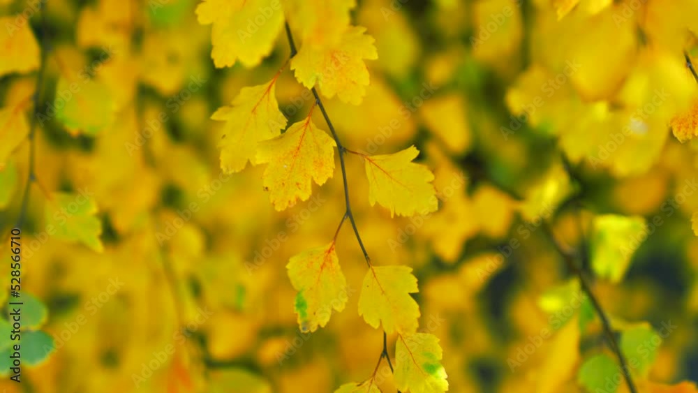 autumn season yellow leaves. autumn season leaves in selective focus. slow motion of autumn autumn season yellow leaves. autumn season leaves in selective focus. slow motion of autumn